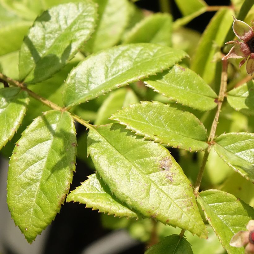 Rosa moschata Matchball - Moschus-Rose (Foliage)