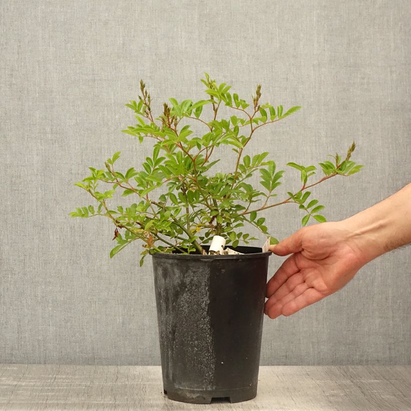 Example of Rosa moschata Millie Fleur - Moschus-Rose Topf mit 4L/5L as you get in printemps