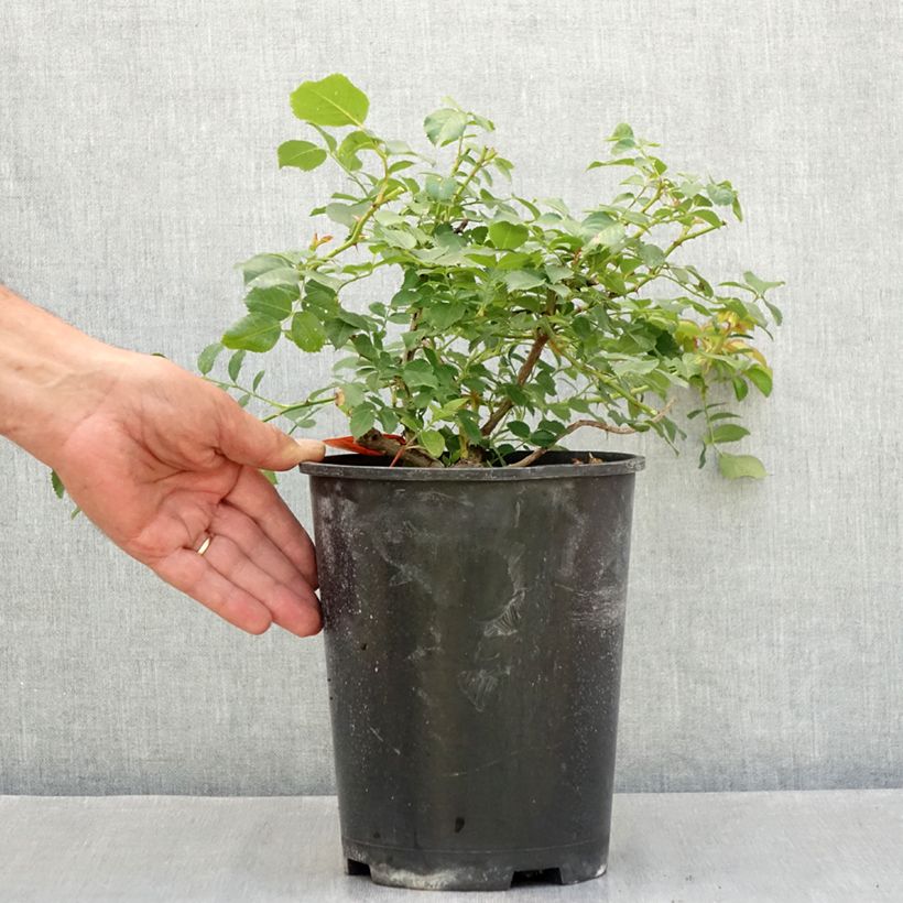 Exemplar von Rosa Nadia Meillandecor - Bodendecker-Rose Topf mit 4L/5L wie im Sommer geliefert