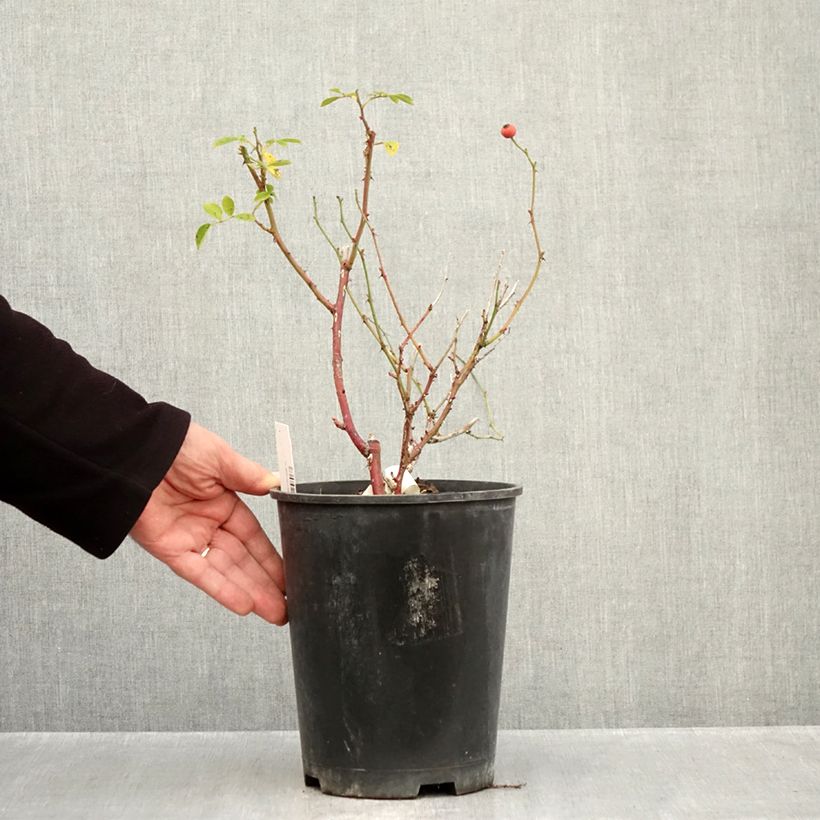 Exemplar von Rosa moschata Omi Oswald - Moschus-Rose Topf mit 4L/5L wie im Herbst geliefert