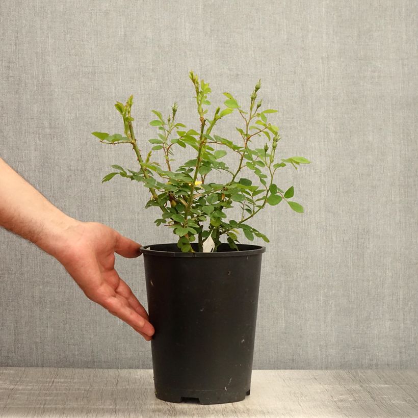 Example of Rosa moschata Omi Oswald - Moschus-Rose Topf mit 4L/5L as you get in printemps