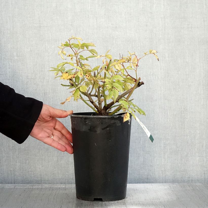 Exemplar von Rosier arbustif Petite de Terre Franche Pot de 4L/5L wie im Herbst geliefert