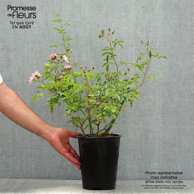 Exemplar von Rosa moschata Petite de Terre Franche - Moschus-Rose Topf mit 4L/5L wie im Sommer geliefert