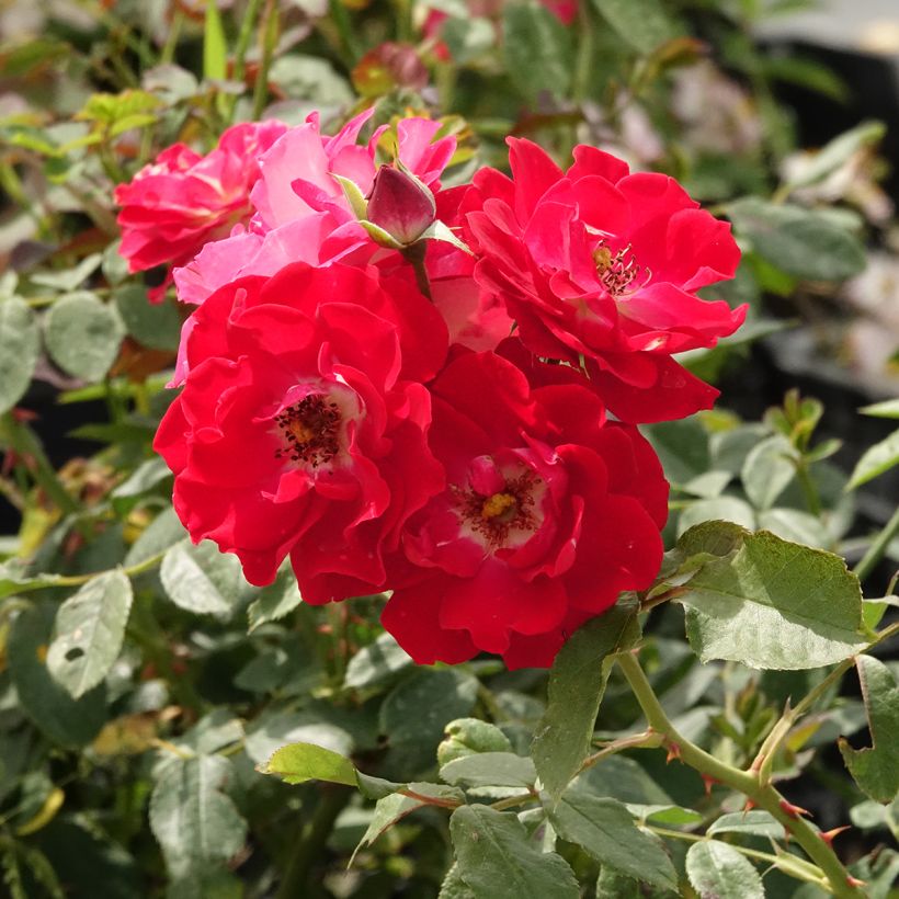 Rosa Pirouette - Beetrose (Blüte)