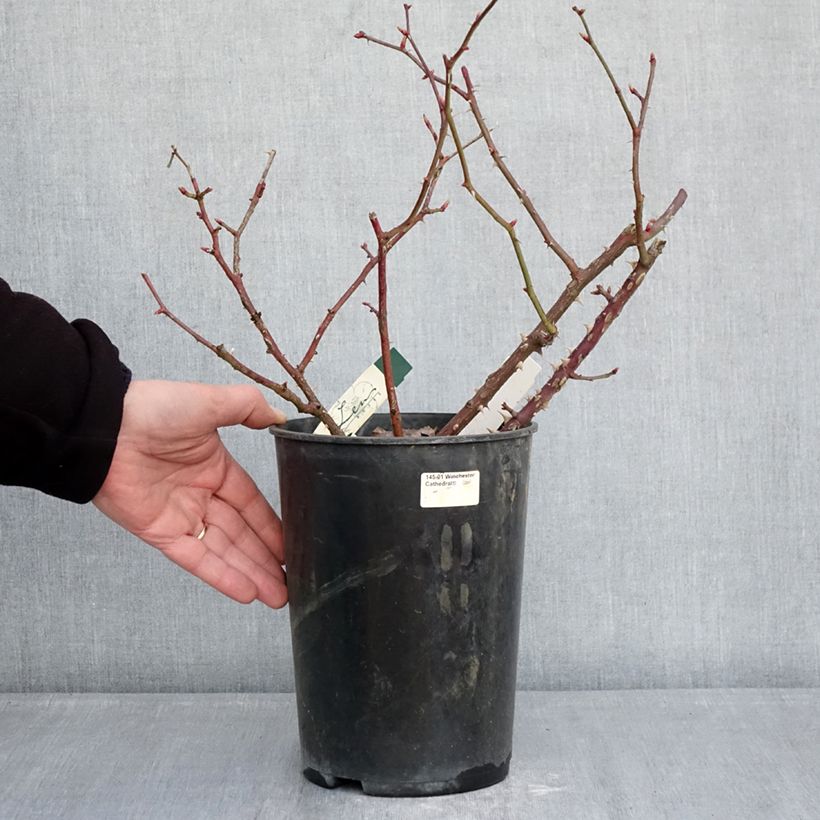 Example of Rosa Pirouette - Beetrose Topf mit 4L/5L as you get in hiver