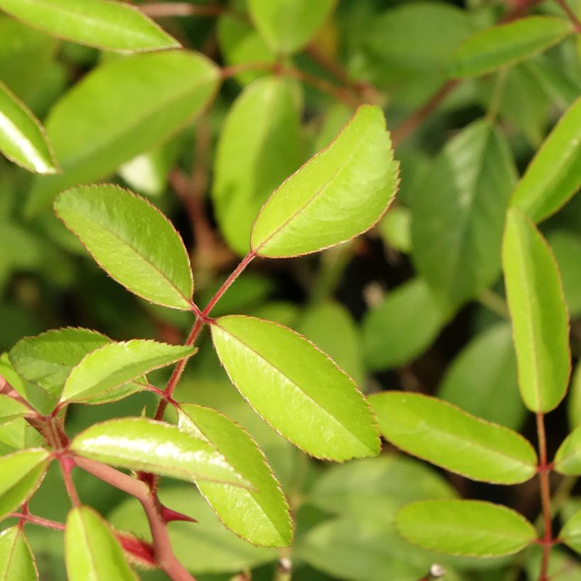 Rosa Plaisanterie - Polyantha-Rose (Laub)