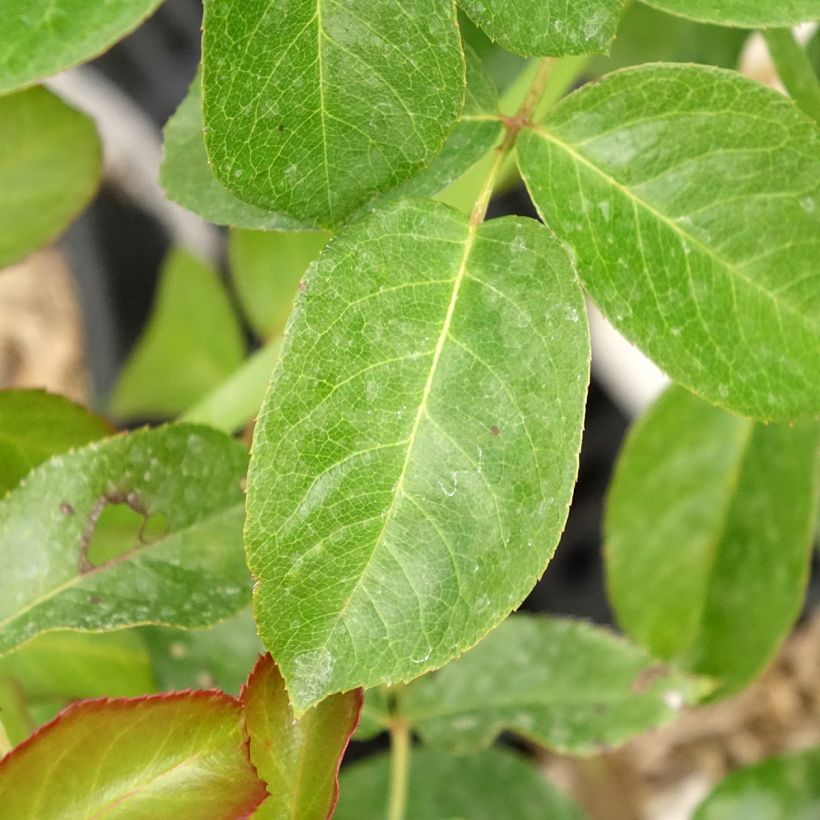 Rosa Prins Alexander - Englische Rose (Laub)