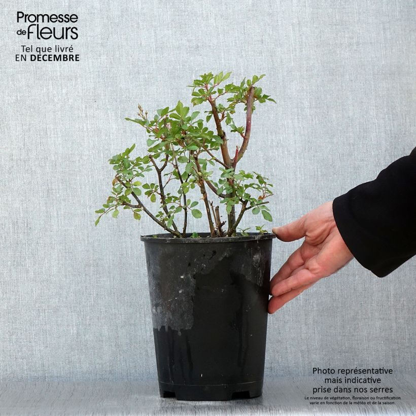 Exemplar von Rosier arbustif Puccini Pot de 4L/5L wie im Herbst geliefert