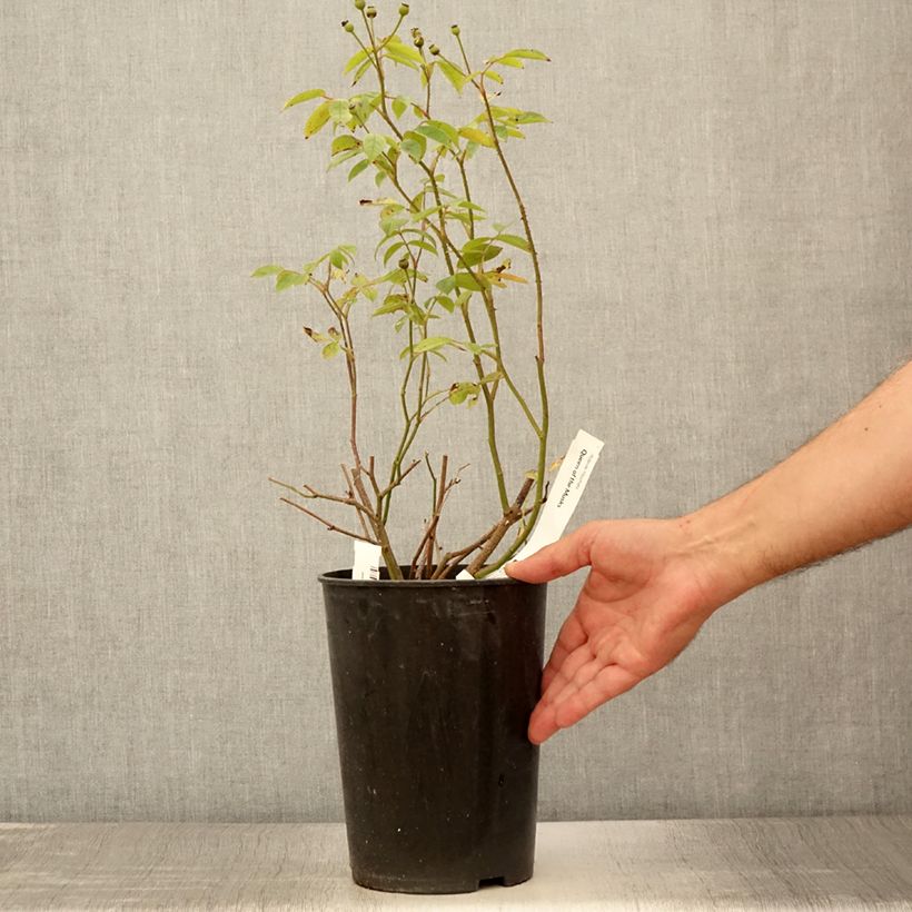 Exemplar von Rosa moschata Queen of the Musks - Moschus-Rose Topf mit 4L/5L wie im Sommer geliefert