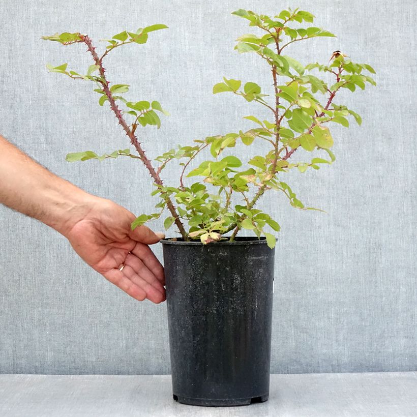 Example of Rosa rugosa Robusta - Apfelrose Topf mit 4L/5L as you get in ete