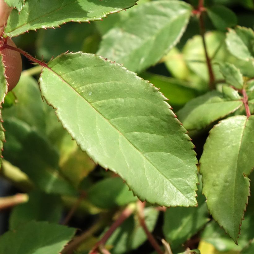 Rosa moschata Rosalita - Moschus-Rose (Laub)