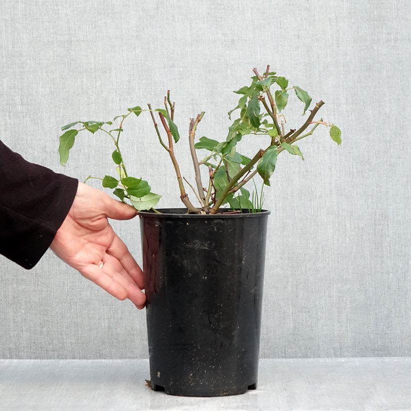 Exemplar von Rosa moschata Rosalita - Moschus-Rose Topf mit 4L/5L wie im Herbst geliefert