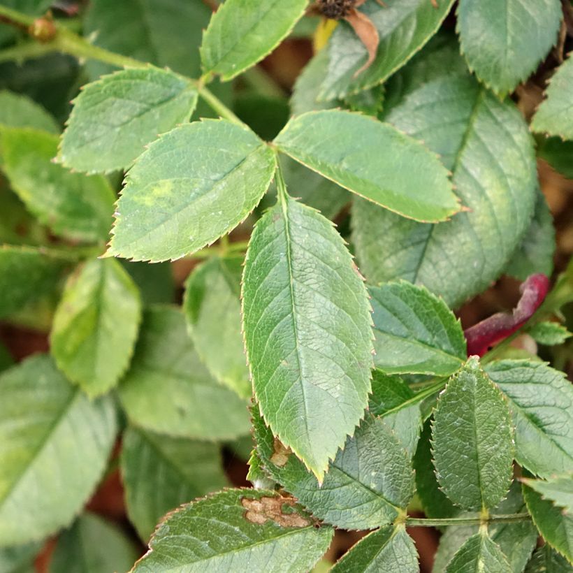 Rosa Rosy Boom Colour Change - Polyantha-Rose (Foliage)