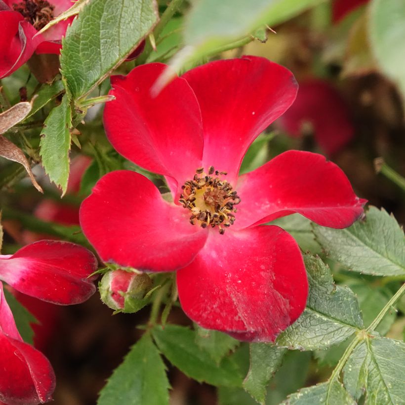 Rosa Rosy Boom Colour Change - Polyantha-Rose (Flowering)