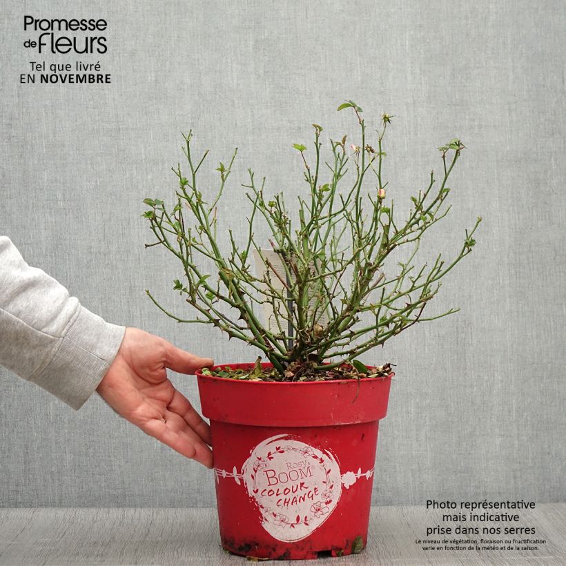 Exemplar von Rosier arbustif Rosy Boom Colour Change Pot de 6L/7L wie im Herbst geliefert