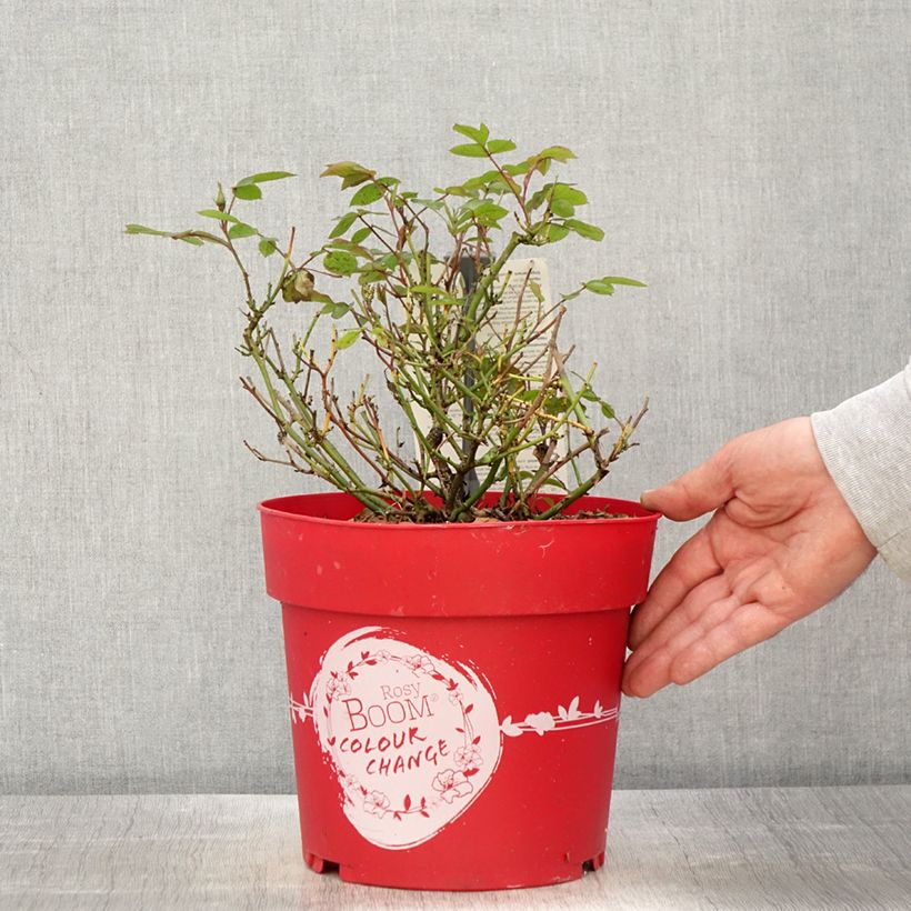 Example of Rosa Rosy Boom Colour Change - Polyantha-Rose Topf mit 6L/7L as you get in printemps
