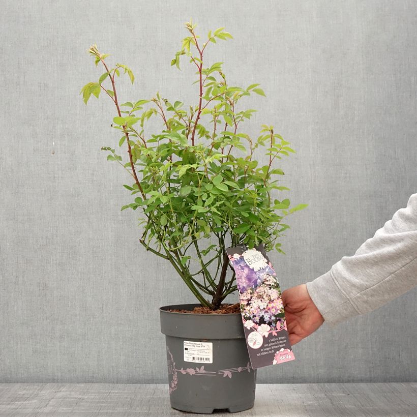 Example of Rosa Rosy Boom Dynamic Hip Hop - Polyantha-Rose Topf mit 6L/7L as you get in printemps