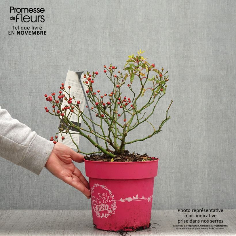 Exemplar von Rosa Rosy Boom Mini - Polyantha-Rose Topf mit 6L/7L wie im Herbst geliefert