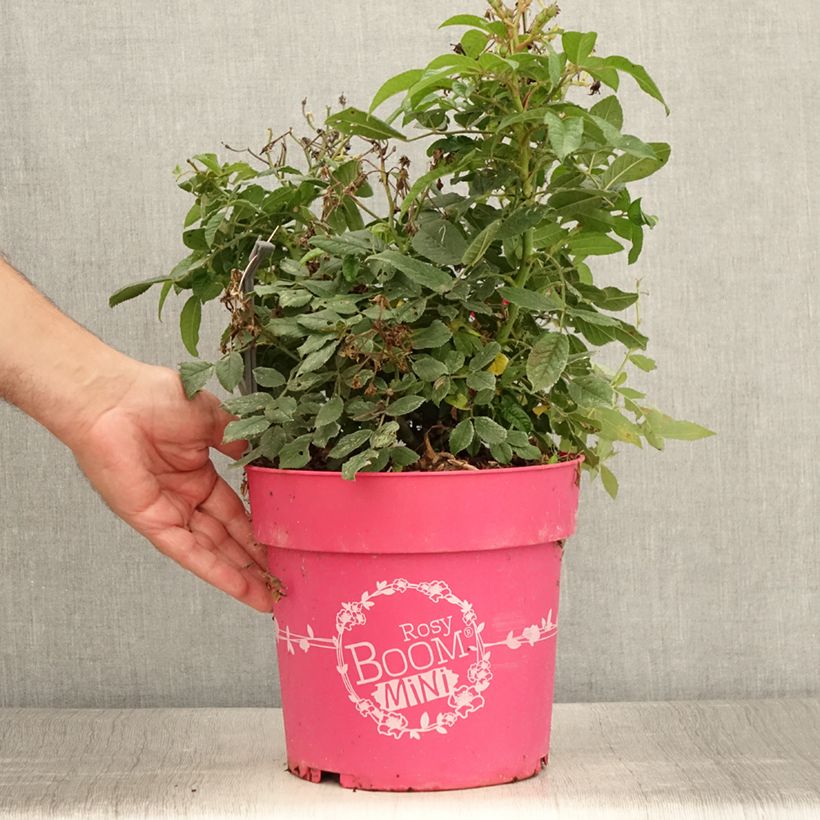 Exemplar von Rosa Rosy Boom Mini - Polyantha-Rose Topf mit 6L/7L wie im Sommer geliefert