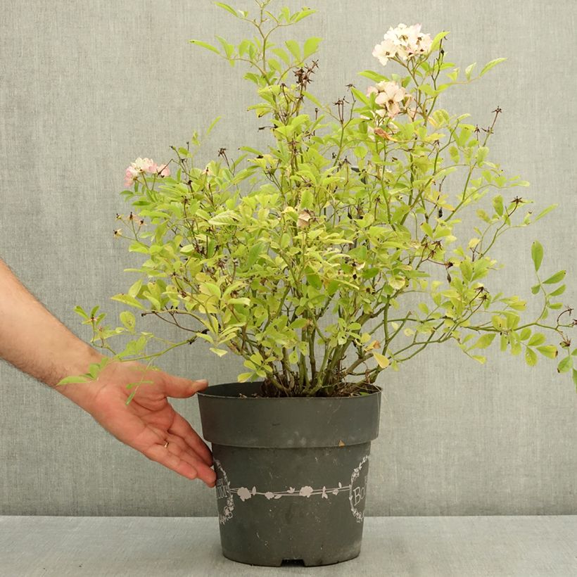 Exemplar von Rosa Rosy Boom Rose - Polyantha-Rose Topf mit 6L/7L wie im Sommer geliefert