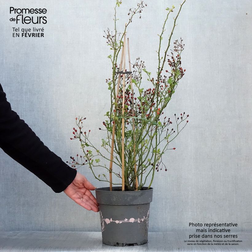 Exemplar von Rosier arbustif Rosy Boom Rose (Abellio Spaniuc) Pot de 6L/7L wie im Winter geliefert