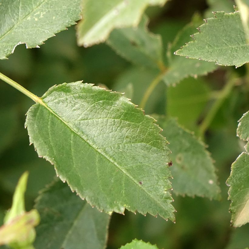Rosa Rosy Boom rouge La Belle Rouge - Polyantha-Rose (Foliage)