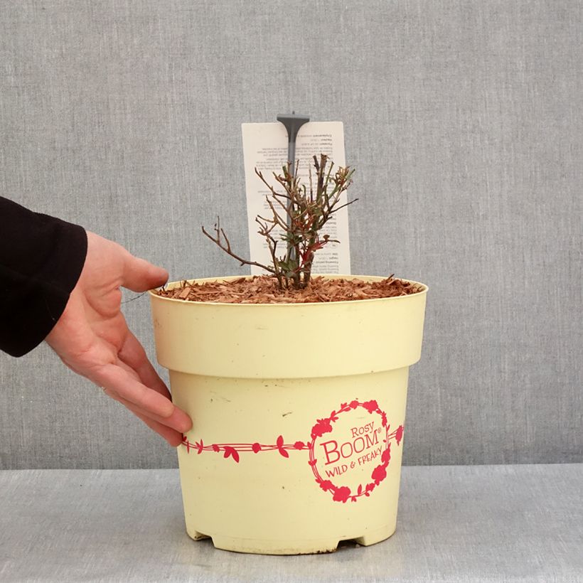 Exemplar von Rosier arbustif Rosy Boom Wild and Freaky Pot de 6L/7L wie im Winter geliefert
