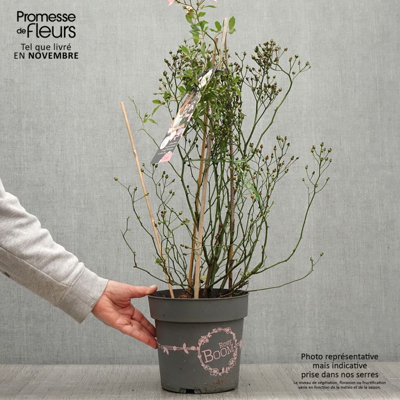 Exemplar von Rosa Rosy Boom Wildlife - Polyantha-Rose Topf mit 6L/7L wie im Herbst geliefert