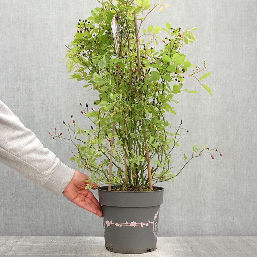 Exemplar von Rosa Rosy Boom Wildlife - Polyantha-Rose Topf mit 6L/7L wie im Frühjahr geliefert