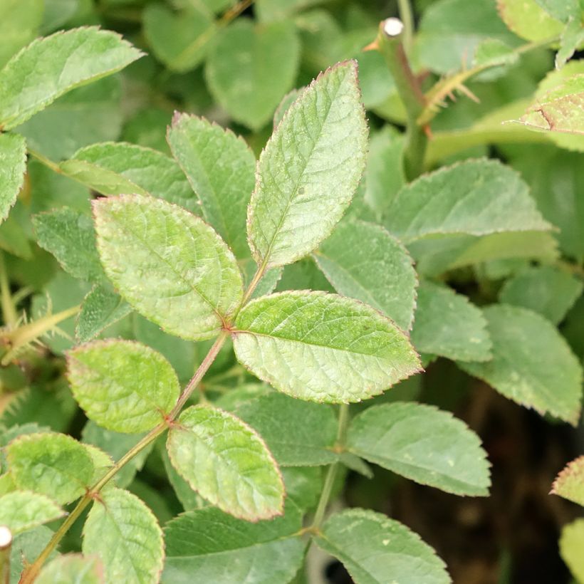 Rosa moschata Rosy Purple - Moschus-Rose (Laub)