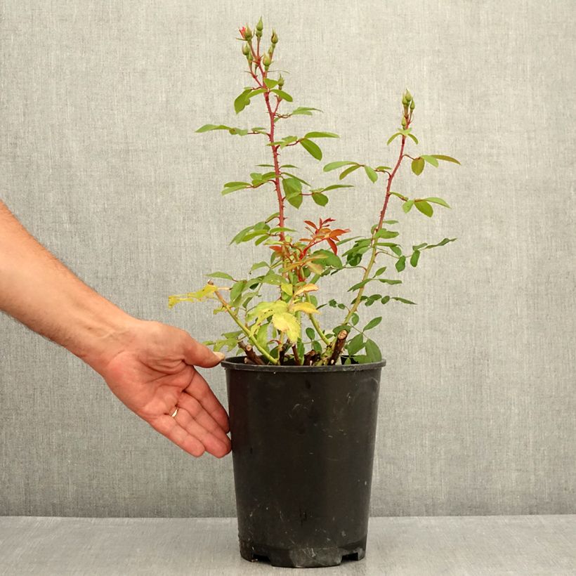 Exemplar von Rosa Rush lenmobri - Beetrose Topf mit 4L/5L wie im Sommer geliefert
