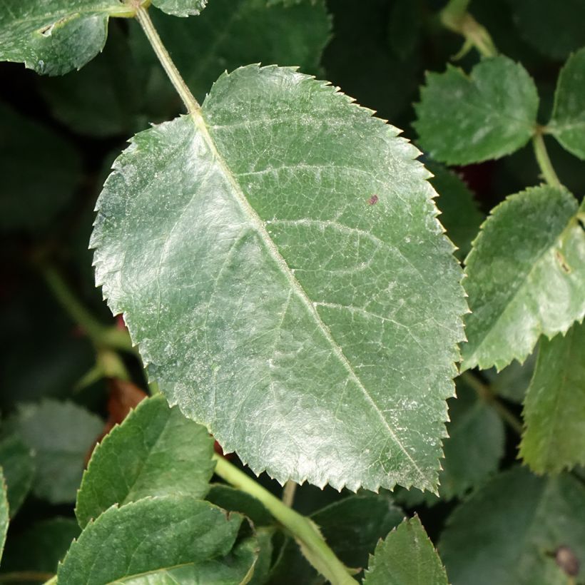 Rosa Scarlet Bonica - Beetrose (Foliage)