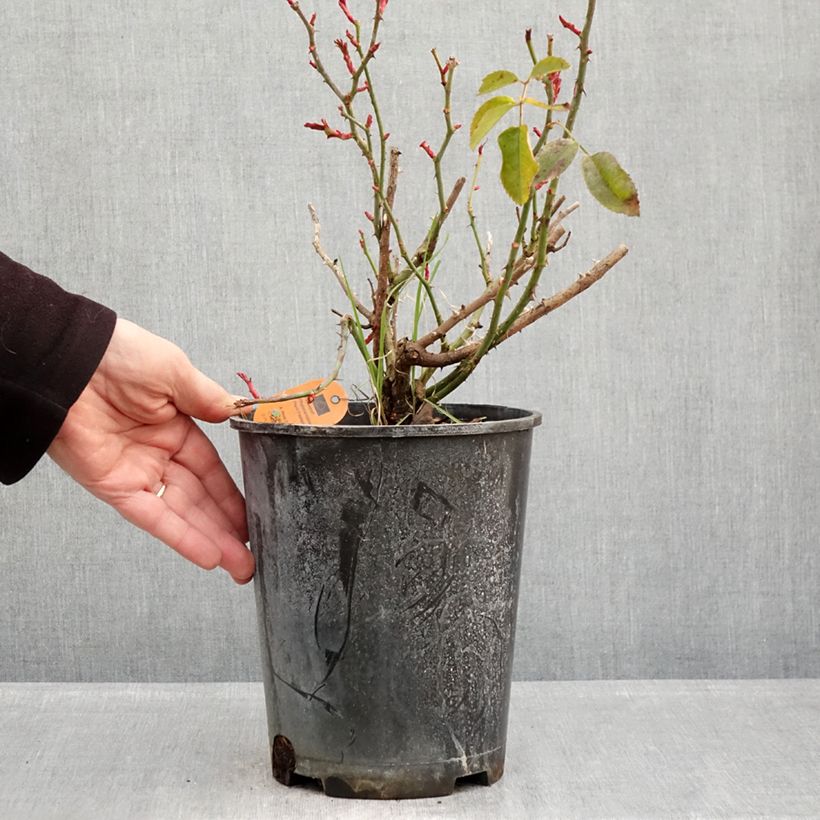 Example of Rosa Scarlet Bonica - Beetrose Topf mit 4L/5L as you get in hiver