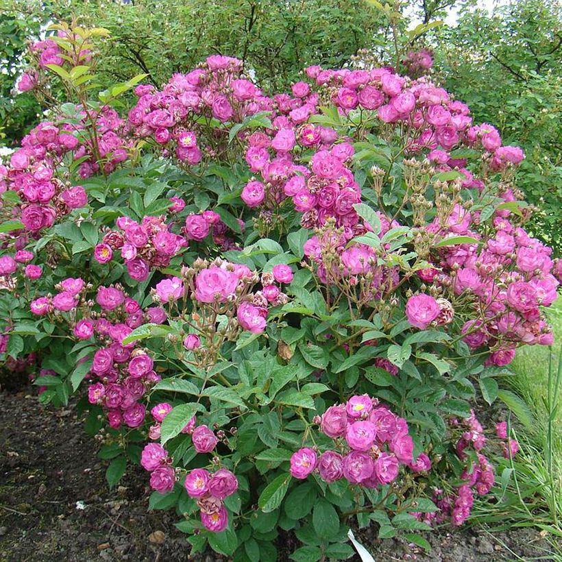 Rosa moschata Sibelius - Moschus-Rose (Wuchs)