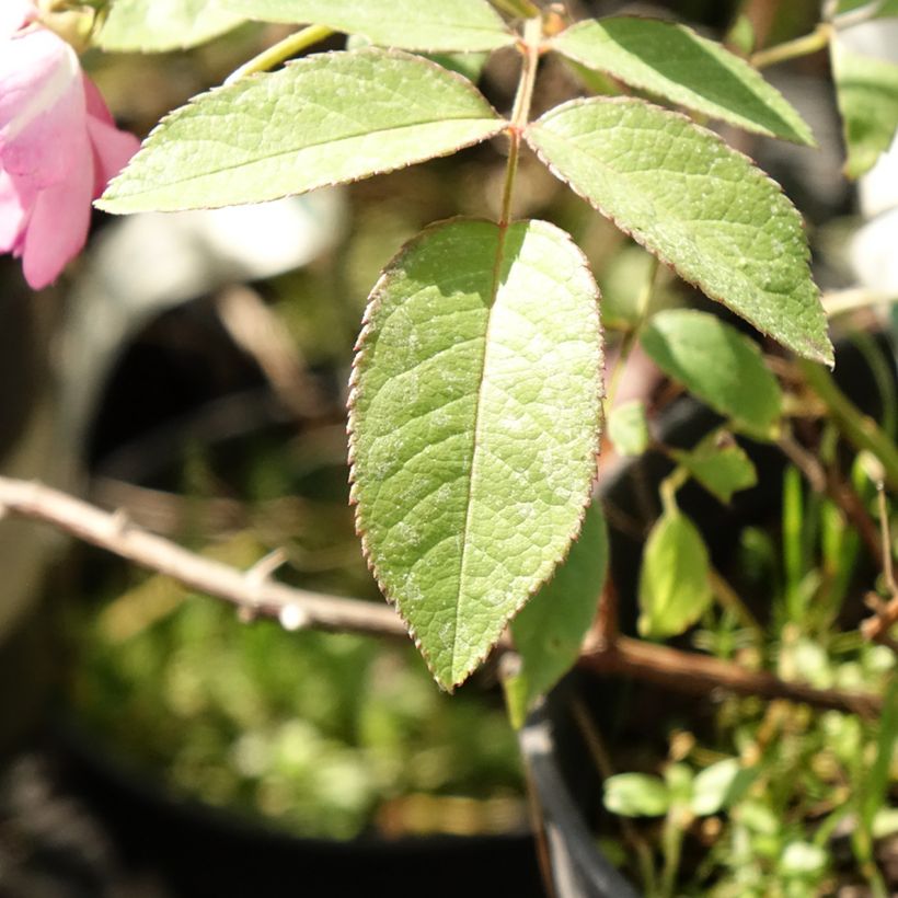 Rosa moschata Twins - Moschus-Rose (Foliage)