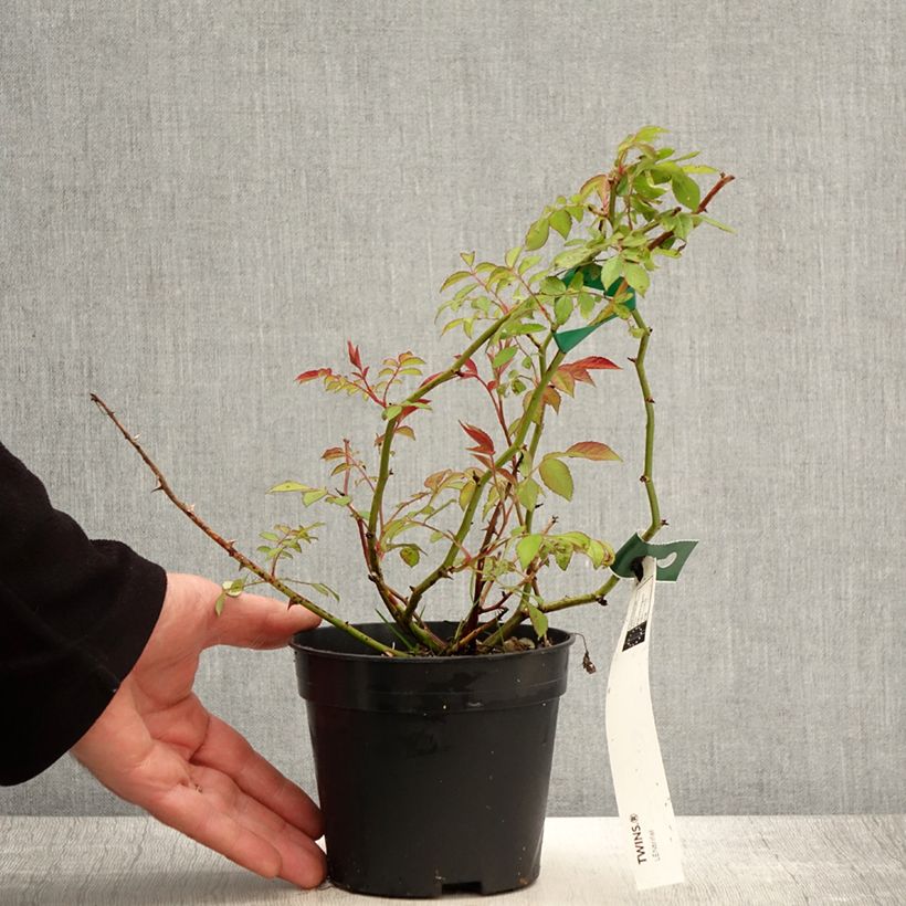 Example of Rosa moschata Twins - Moschus-Rose Topf mit 1L/1,5L as you get in printemps