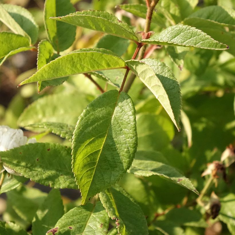 Rosa moschata Waterloo - Moschus-Rose (Foliage)