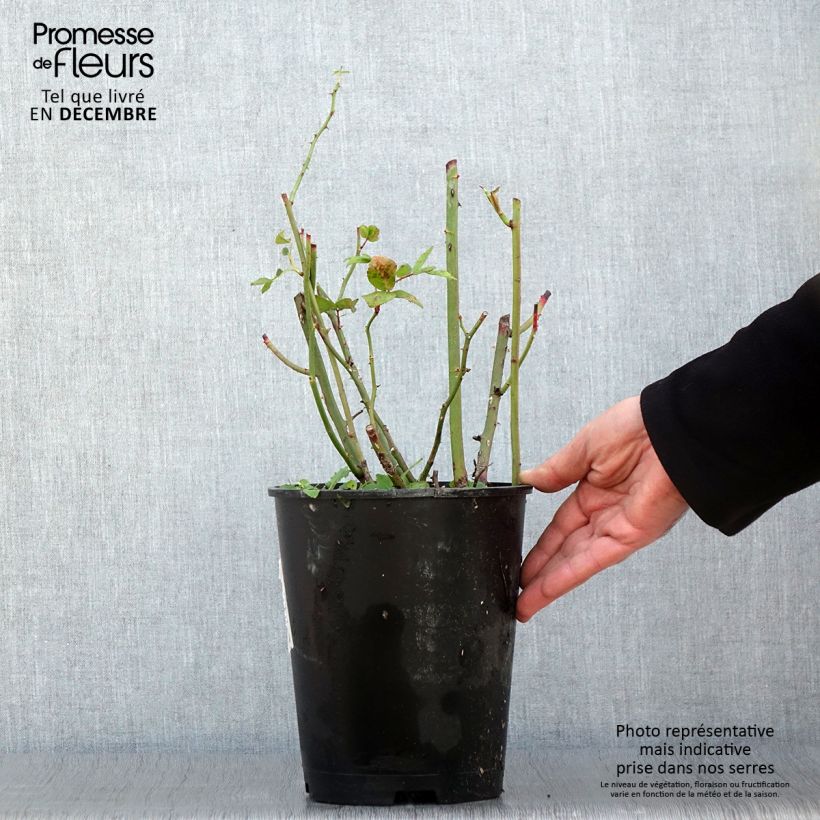 Exemplar von Rosier arbustif Waterloo Pot de 4L/5L wie im Herbst geliefert
