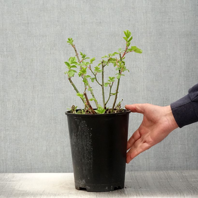 Example of Rosa moschata Waterloo - Moschus-Rose Topf mit 4L/5L as you get in printemps