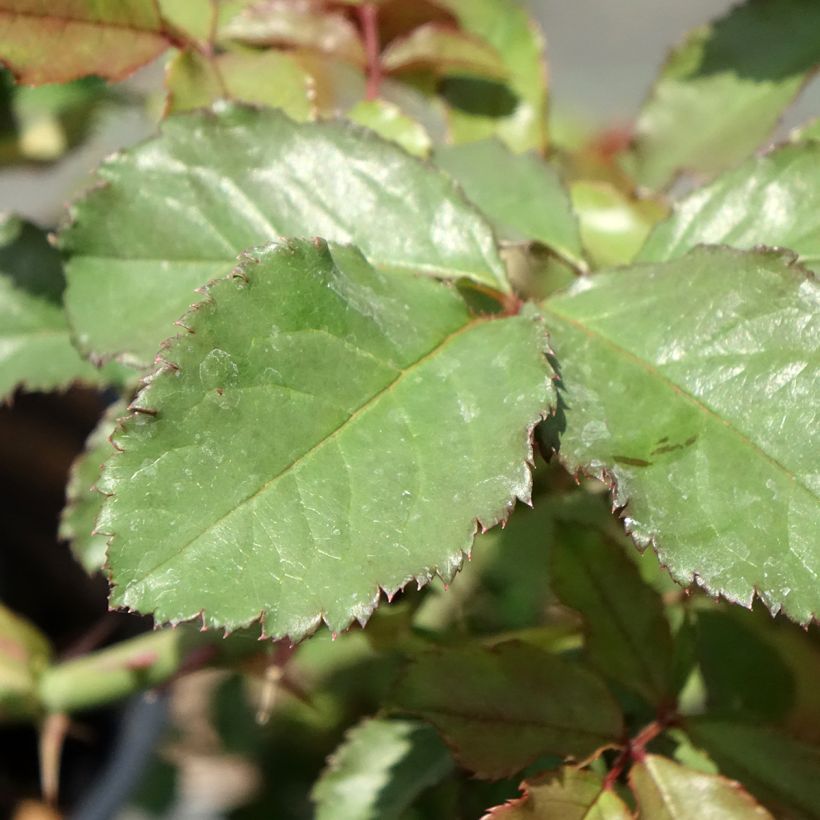 Rosa Westerland - Moderne Strauchrosen (Laub)