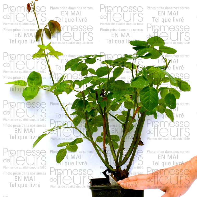 Beispiel eines Exemplars von Rosa Constance Spry - Englische Rose Topf mit 4L/5L wie geliefert