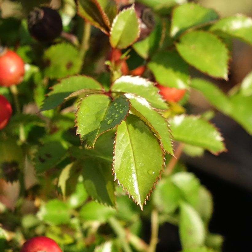 Rosa Bee Gold - Beetrose (Laub)