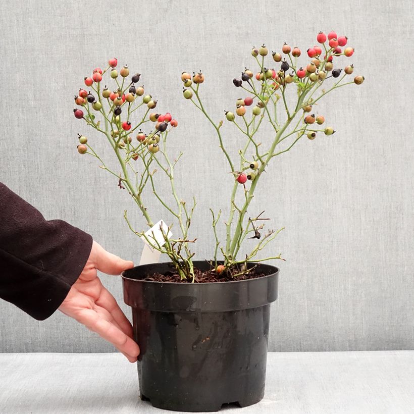 Example of Rosa Bee Gold - Beetrose Topf mit 3L/4L as you get in hiver