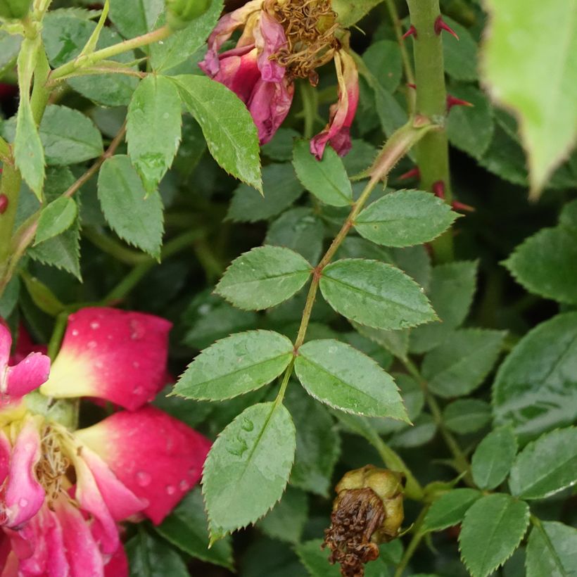 Rosa polyantha Bee's Paradise Light Red - Polyantha-Rose (Laub)