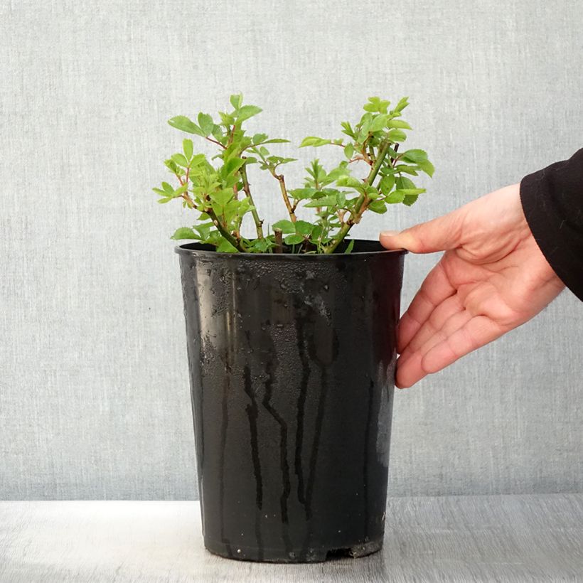 Example of Rosa multiflora Bleu Magenta - Polyantha-Rose Topf mit 4L/5L as you get in printemps