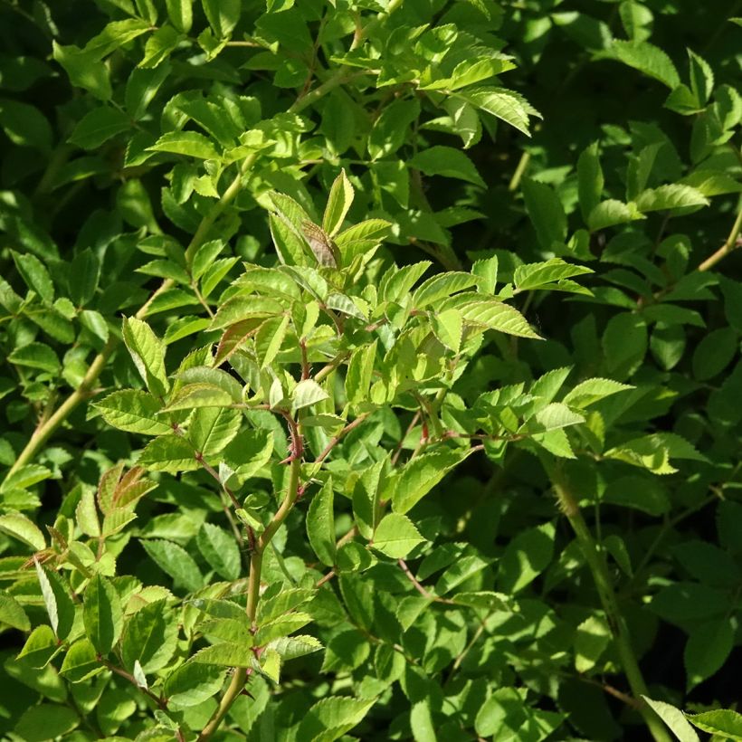 Rosa multiflora - Vielblütige Rose (Laub)