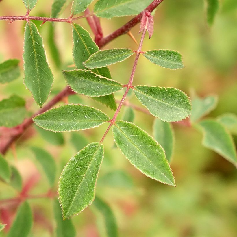Rosa pendulina Bourgogne - Alpen-Hagrose (Foliage)