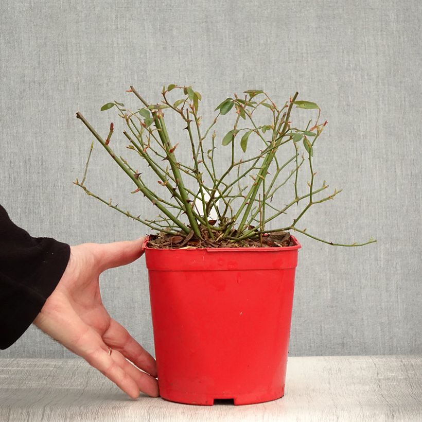 Exemplar von Rosier botanique - Rosa chinensis Mutabilis Pot de 2L/3L, Qualité 2 branches, Sur propres racines ( non greffé) wie im Winter geliefert