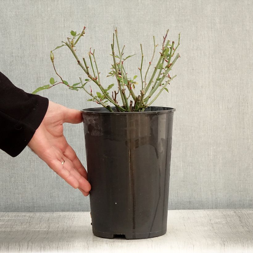 Exemplar von Rosier botanique - Rosa chinensis Viridiflora - Rose verte Pot de 4L/5L, Qualité 2 branches wie im Winter geliefert