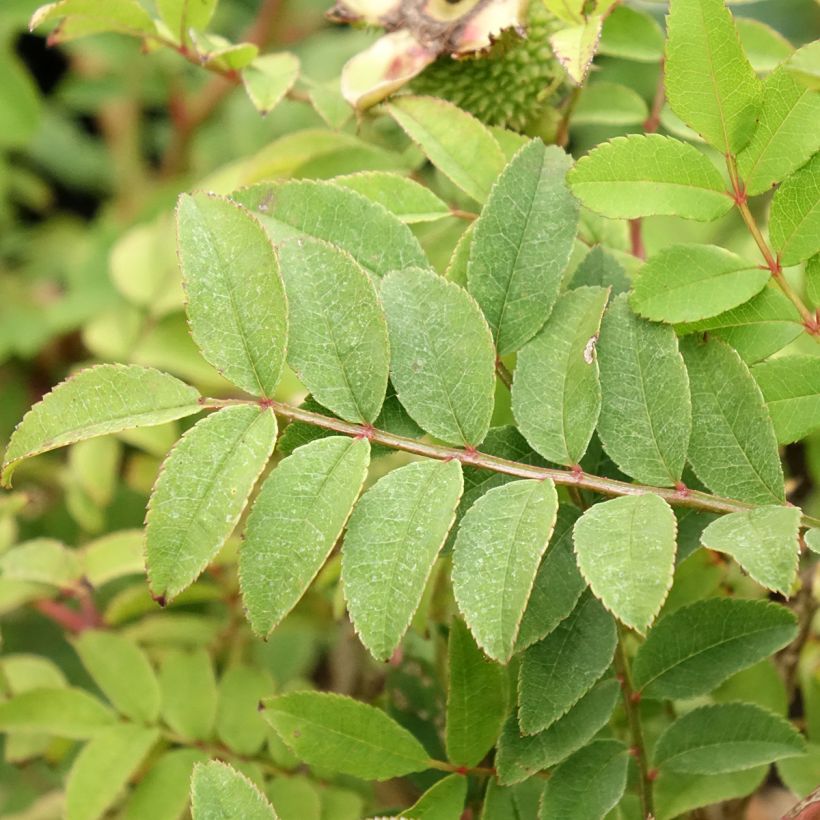 Rosa roxburghii Lampion - Kastanien-Rose (Laub)